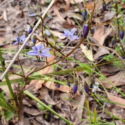 Dianella revoluta var. revoluta (Black-Anther Flax Lily) at Yass River, NSW - 11 Dec 2022 by SenexRugosus