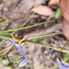 Dianella revoluta var. revoluta at Yass River, NSW - 11 Dec 2022