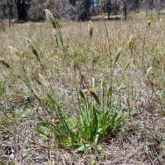 Anthoxanthum odoratum at Yass River, NSW - 11 Dec 2022