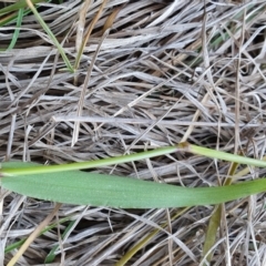 Anthoxanthum odoratum at Yass River, NSW - 11 Dec 2022