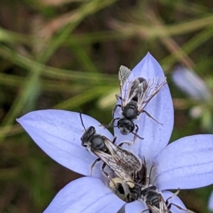 Lasioglossum (Chilalictus) lanarium at Watson, ACT - 11 Dec 2022