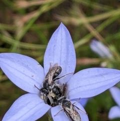 Lasioglossum (Chilalictus) lanarium at Watson, ACT - 11 Dec 2022