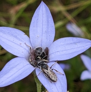 Lasioglossum (Chilalictus) lanarium at Watson, ACT - 11 Dec 2022