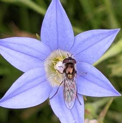 Syrphini sp. (tribe) (Unidentified syrphine hover fly) at Watson, ACT - 11 Dec 2022 by abread111