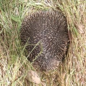 Tachyglossus aculeatus at Quialigo, NSW - 10 Dec 2022