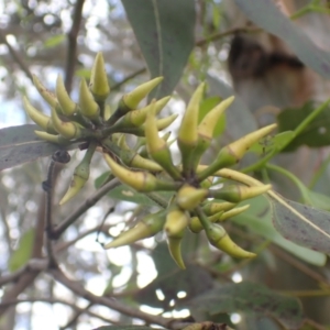 Eucalyptus blakelyi at Quialigo, NSW - 10 Dec 2022 01:17 PM