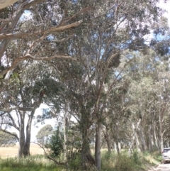 Eucalyptus blakelyi at Quialigo, NSW - 10 Dec 2022 01:17 PM