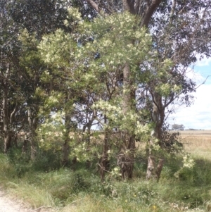 Acacia mearnsii at Quialigo, NSW - 10 Dec 2022