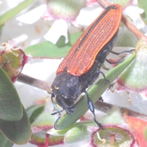 Castiarina erythroptera at Cotter River, ACT - 11 Dec 2022