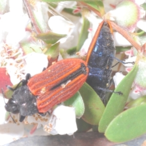 Castiarina erythroptera at Cotter River, ACT - 11 Dec 2022