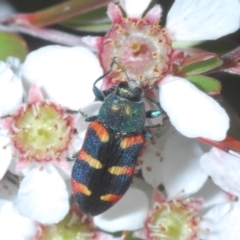Castiarina sexplagiata (Jewel beetle) at Cotter River, ACT - 11 Dec 2022 by Harrisi
