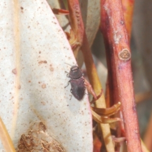 Anilara angusta at Cotter River, ACT - 11 Dec 2022