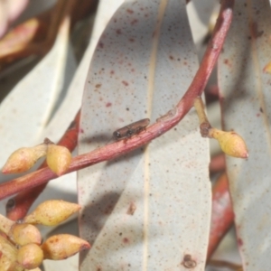 Anilara angusta at Cotter River, ACT - 11 Dec 2022