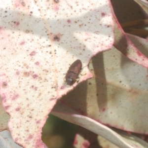 Anilara angusta at Cotter River, ACT - 11 Dec 2022