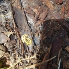 Artioposthia howitti (Howitt's planarian) at Mt Holland - 11 Dec 2022 by danswell