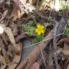 Oxalis sp. (Wood Sorrel) at Mt Holland - 11 Dec 2022 by danswell