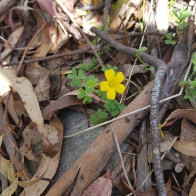 Oxalis sp. (Wood Sorrel) at Mt Holland - 11 Dec 2022 by danswell