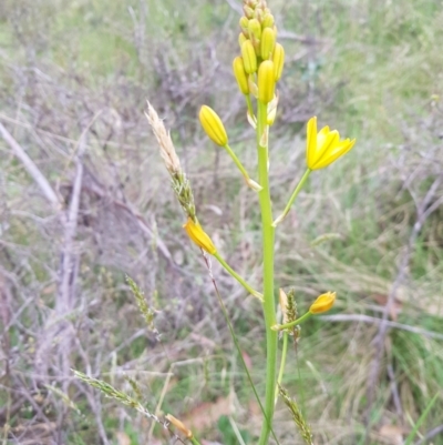 Bulbine sp. at Mt Holland - 10 Dec 2022 by danswell