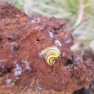 Artioposthia howitti (Howitt's planarian) at Burnt School Nature Reserve - 10 Dec 2022 by danswell