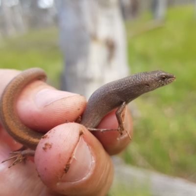 Saproscincus mustelinus (Weasel Skink) at Burnt School Nature Reserve - 10 Dec 2022 by danswell