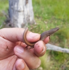 Saproscincus mustelinus at Tinderry, NSW - 10 Dec 2022