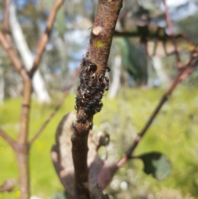 Dolichoderus sp. (genus) (A dolly ant) at Burnt School Nature Reserve - 10 Dec 2022 by danswell