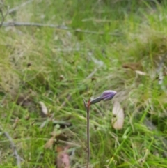 Thelymitra (genus) (sun orchids) at Tinderry, NSW - 10 Dec 2022 by danswell