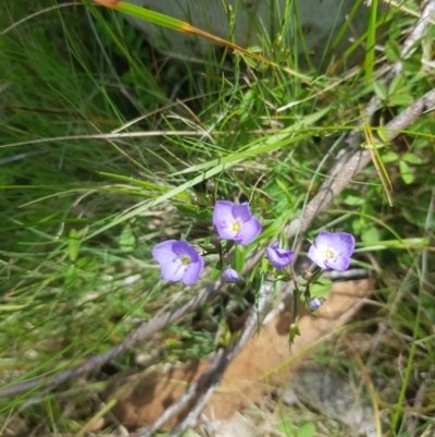 Veronica gracilis (Slender Speedwell) at Mt Holland - 10 Dec 2022 by danswell