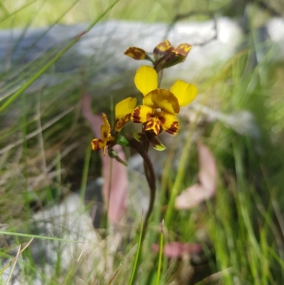 Diuris semilunulata (Late Leopard Orchid) at Tinderry, NSW - 10 Dec 2022 by danswell