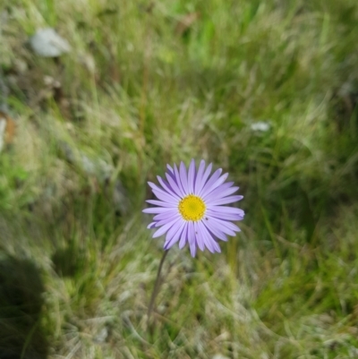 Brachyscome spathulata (Coarse Daisy, Spoon-leaved Daisy) at Mt Holland - 10 Dec 2022 by danswell