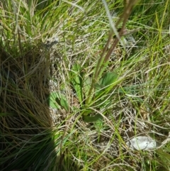 Brachyscome spathulata at Tinderry, NSW - 10 Dec 2022