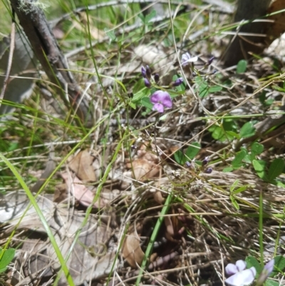 Glycine clandestina (Twining Glycine) at Mt Holland - 10 Dec 2022 by danswell