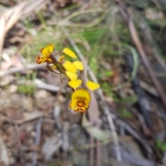 Diuris semilunulata (Late Leopard Orchid) at Mt Holland - 10 Dec 2022 by danswell