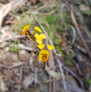 Diuris semilunulata at Tinderry, NSW - suppressed