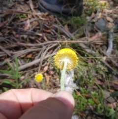 Coronidium scorpioides (Button Everlasting) at Mt Holland - 10 Dec 2022 by danswell