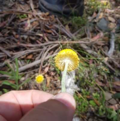 Coronidium scorpioides (Button Everlasting) at Mt Holland - 10 Dec 2022 by danswell