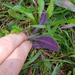 Senecio prenanthoides at Tinderry, NSW - 29 Oct 2022