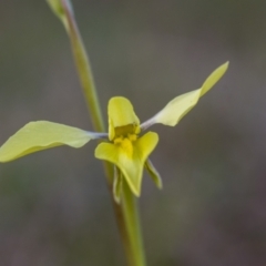 Diuris chryseopsis (Golden Moth) at Gungahlin, ACT - 15 Sep 2021 by mlech