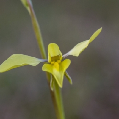 Diuris chryseopsis (Golden Moth) at Gungahlin, ACT - 15 Sep 2021 by mlech