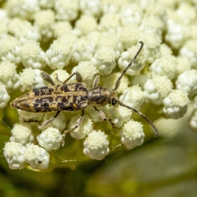 Pempsamacra dispersa (Longhorn beetle) at Penrose, NSW - 11 Dec 2022 by Aussiegall