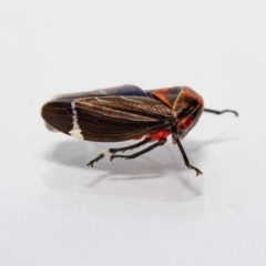 Eurymeloides lineata (Lined gumtree hopper) at Jerrabomberra, NSW - 11 Dec 2022 by MarkT