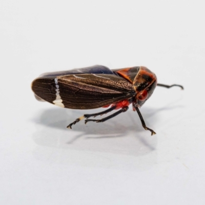 Eurymeloides lineata (Lined gumtree hopper) at Jerrabomberra, NSW - 11 Dec 2022 by MarkT