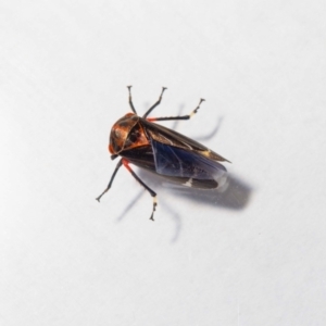 Eurymeloides minuta at Jerrabomberra, NSW - 11 Dec 2022