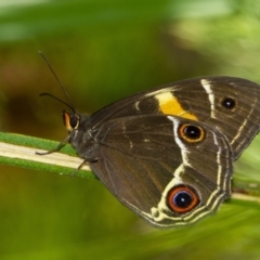 Tisiphone abeona (Varied Sword-grass Brown) at Penrose, NSW - 11 Dec 2022 by Aussiegall