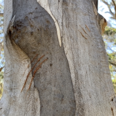 Phascolarctos cinereus at Lade Vale, NSW - 9 Dec 2022 by trevsci