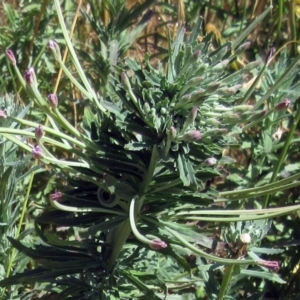 Epilobium billardiereanum subsp. cinereum at Hawker, ACT - 11 Dec 2022