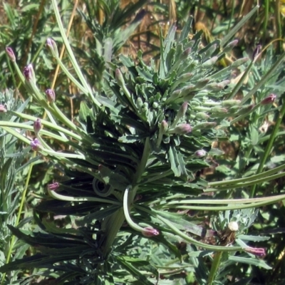 Epilobium billardiereanum subsp. cinereum (Hairy Willow Herb) at The Pinnacle - 11 Dec 2022 by sangio7