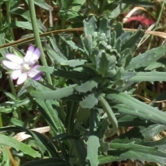 Epilobium billardiereanum subsp. cinereum at Hawker, ACT - 11 Dec 2022