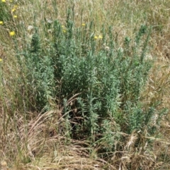 Epilobium billardiereanum subsp. cinereum at Hawker, ACT - 11 Dec 2022 11:37 AM