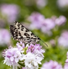 Hesperilla ornata (Spotted Sedge-skipper) at Penrose, NSW - 10 Dec 2022 by Aussiegall